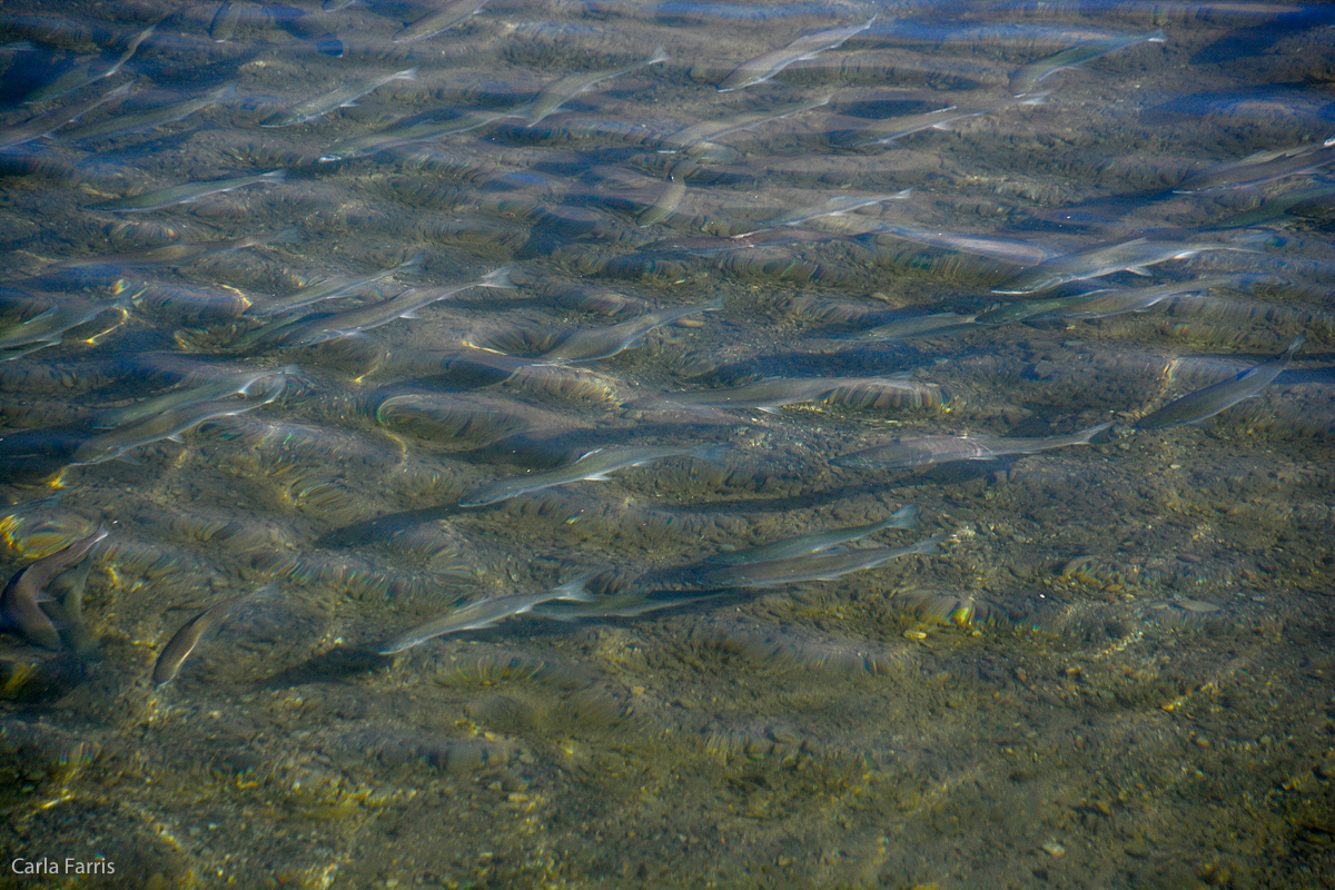 Salmon in Lower River