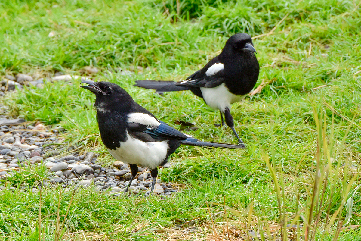 Magpie