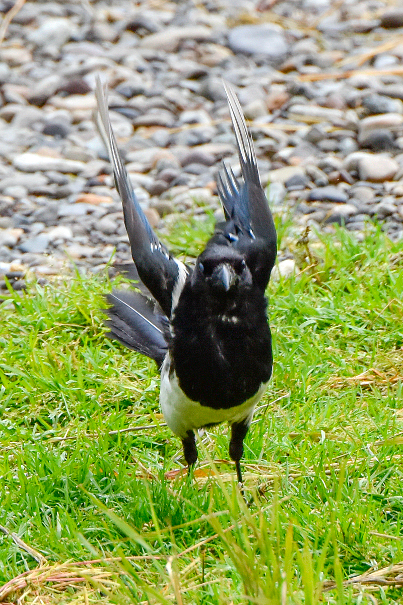 Magpie