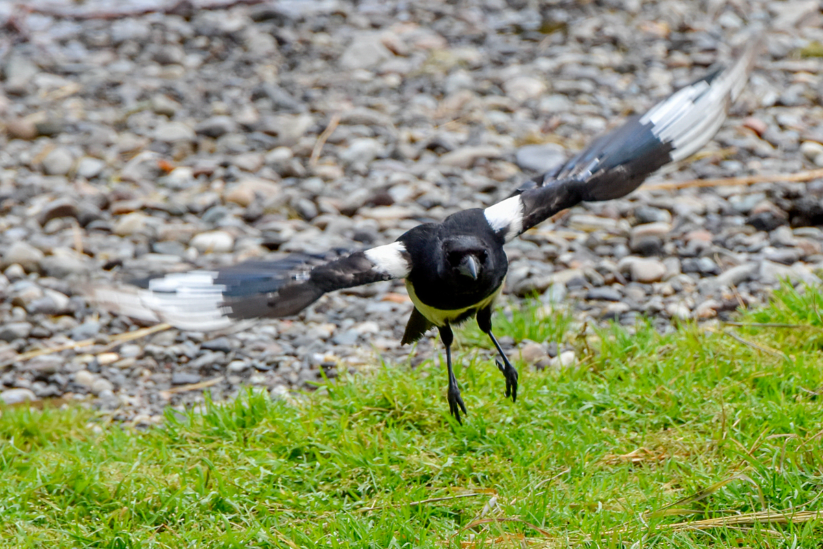 Magpie