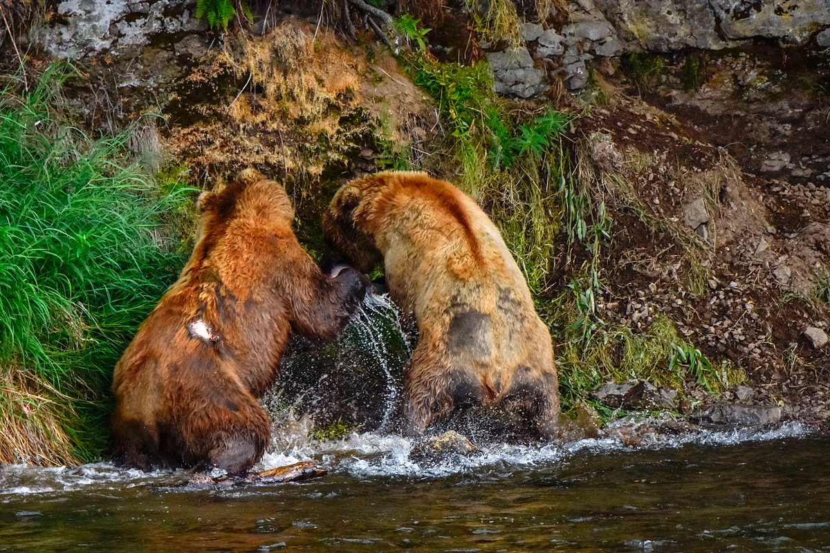 Lefty (775) & another bear