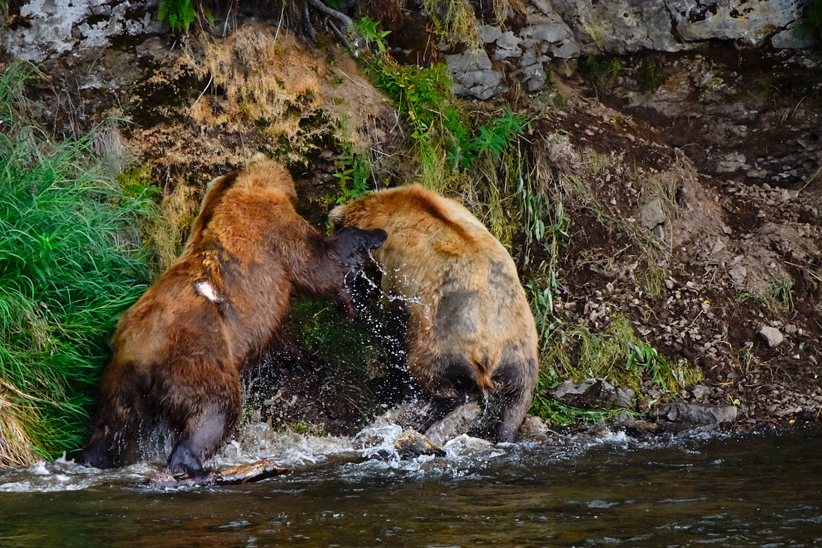 Lefty (775) & another bear