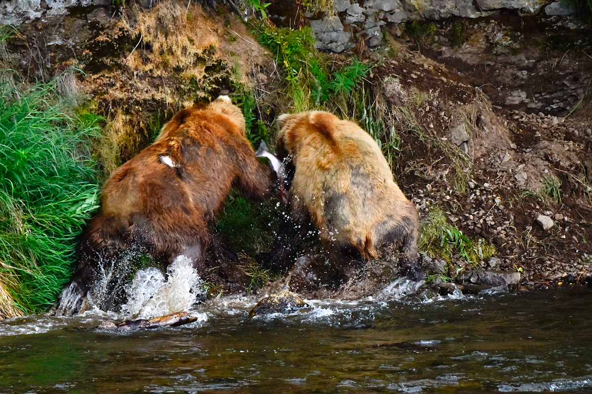 Lefty (775) & another bear