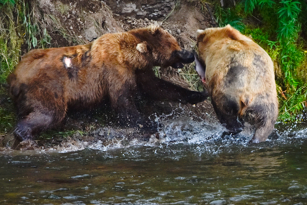 Lefty (775) & another bear