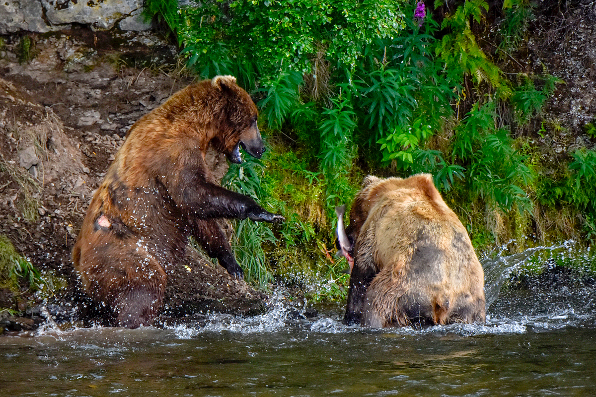 Lefty (775) & another bear