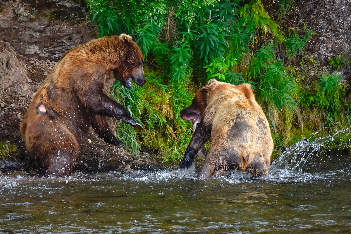 Lefty (775) & another bear