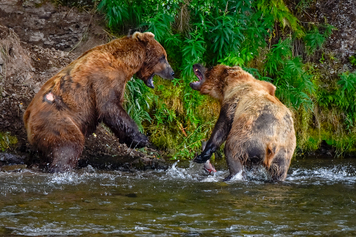 Lefty (775) & another bear