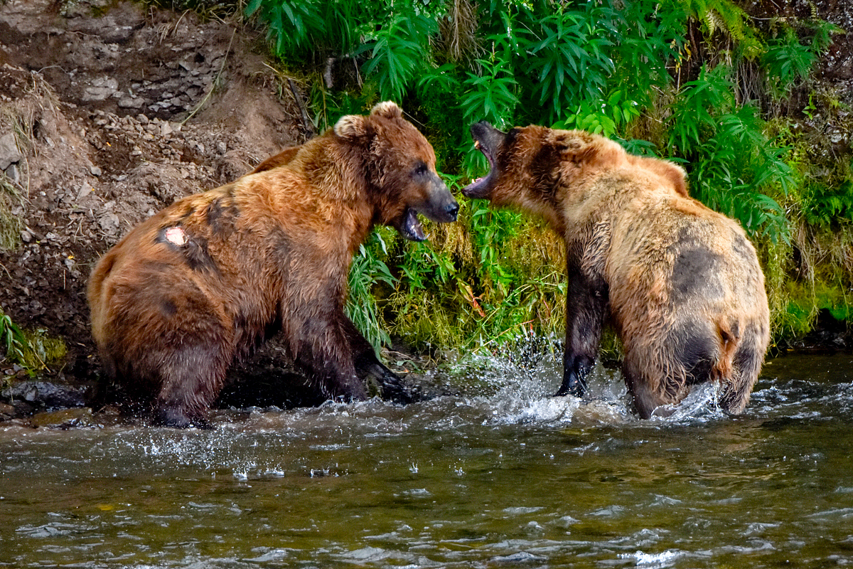 Lefty (775) & another bear