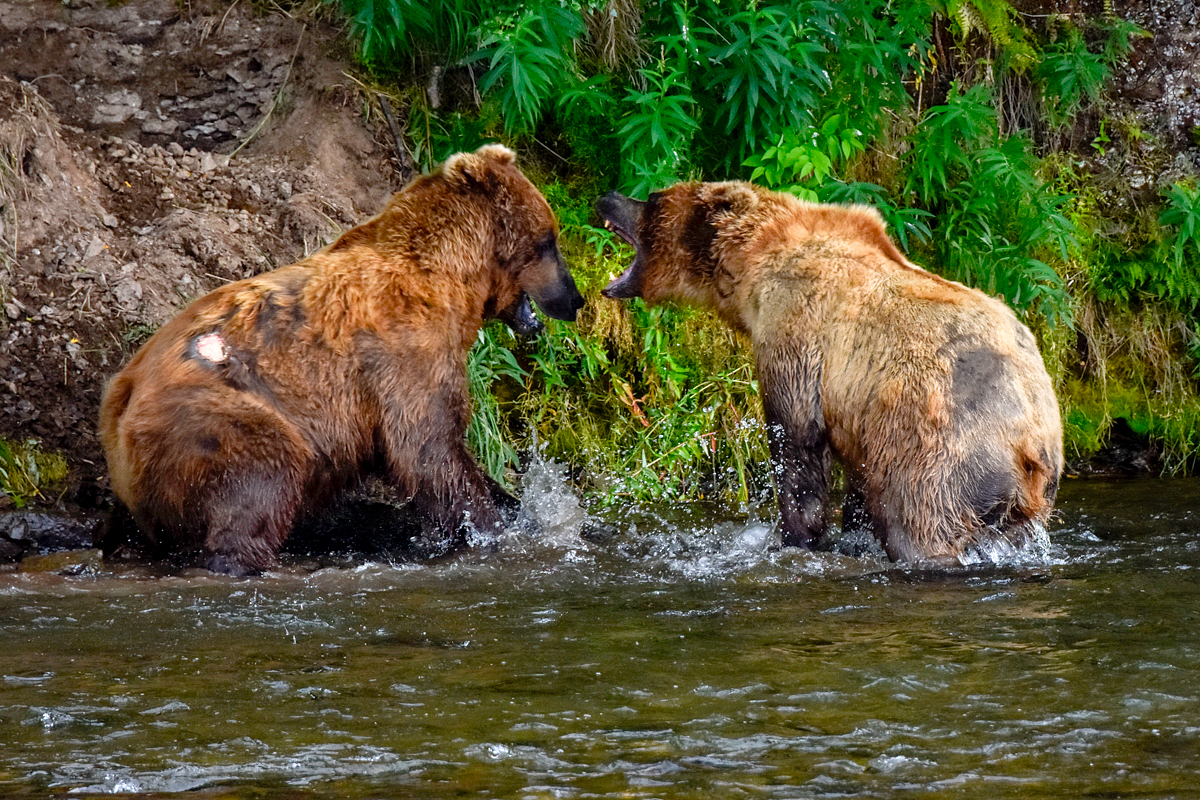 Lefty (775) & another bear