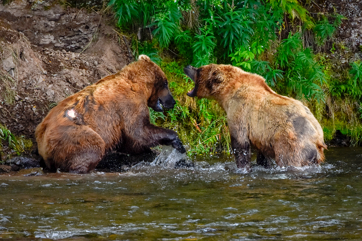 Lefty (775) & another bear