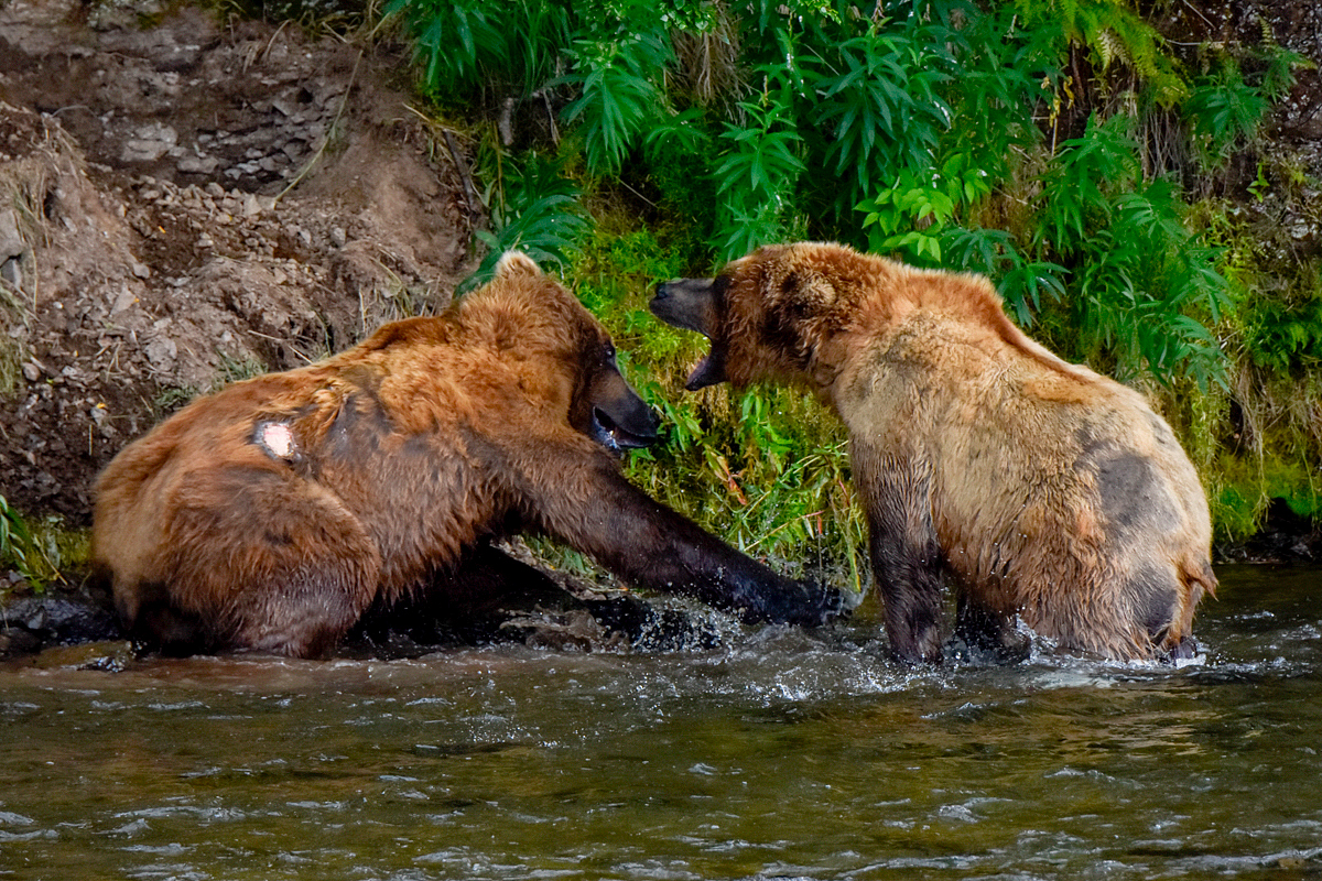 Lefty (775) & another bear