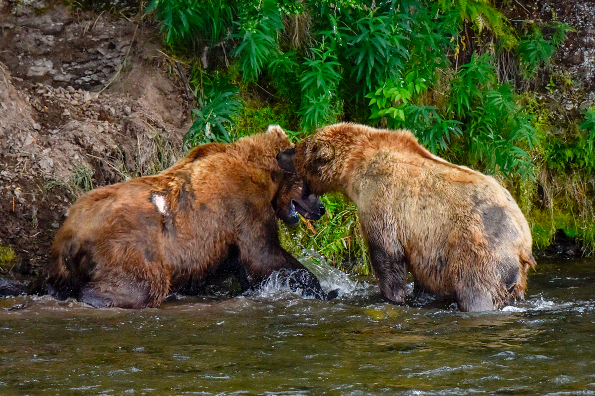 Lefty (775) & another bear