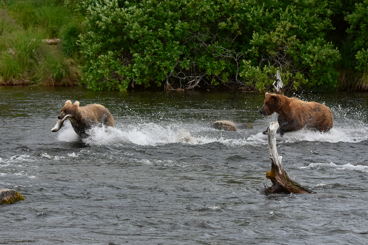 Run Grazer Run!