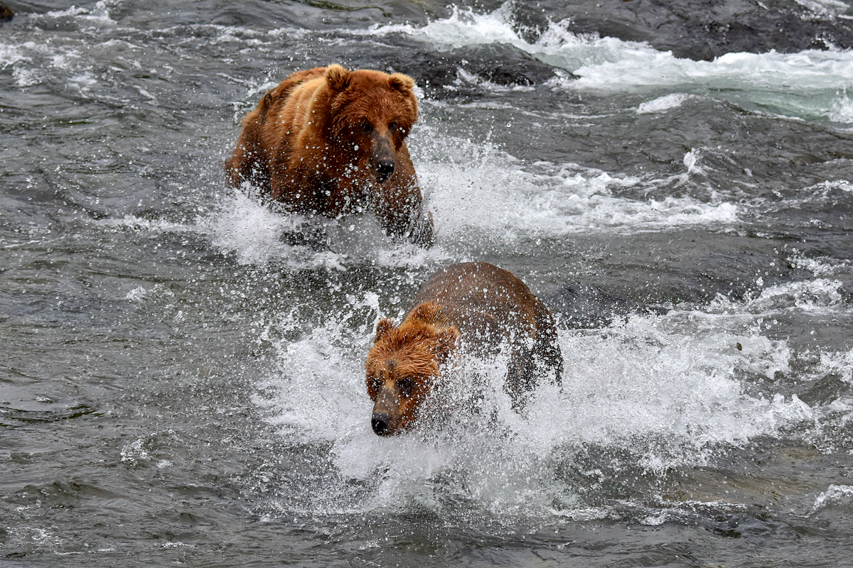 Lefty (775) Chasing another bear