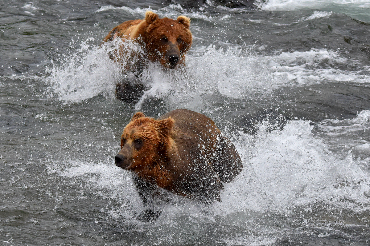 Lefty (775) Chasing another bear