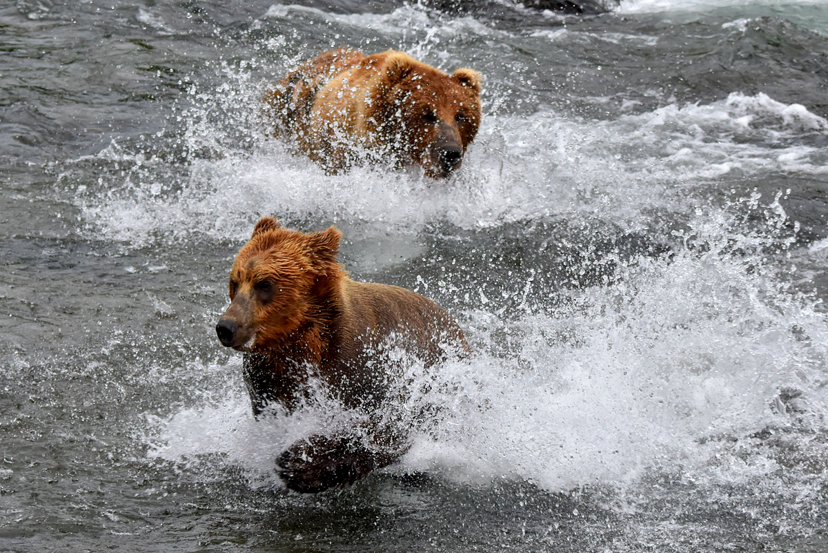 Lefty (775) Chasing another bear