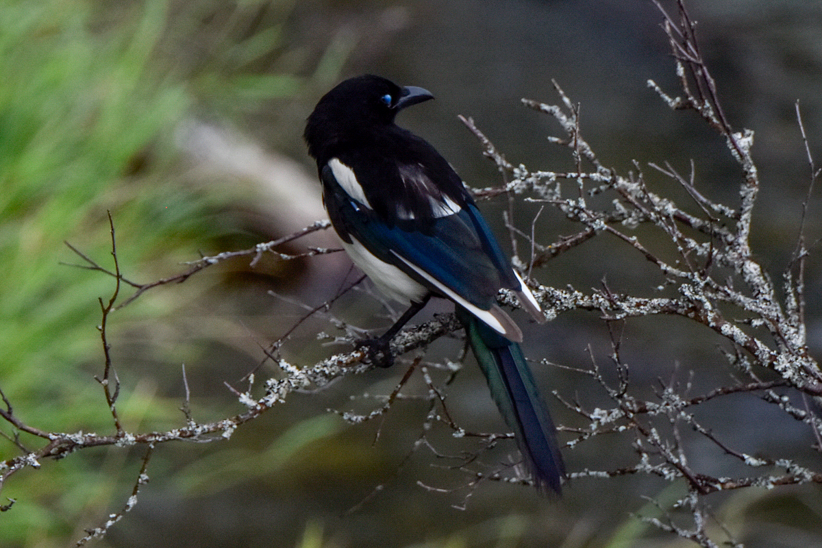 Magpie