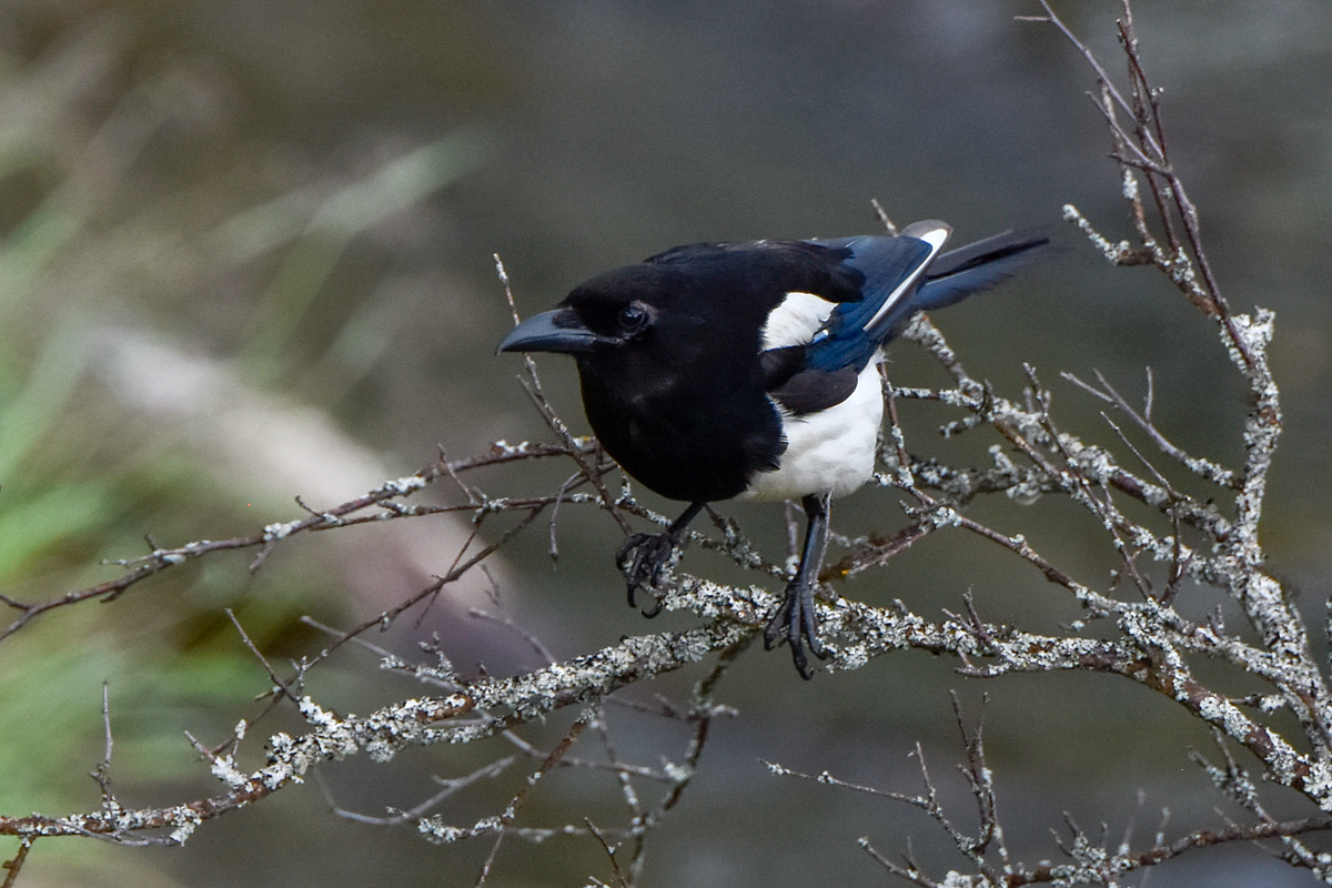 Magpie