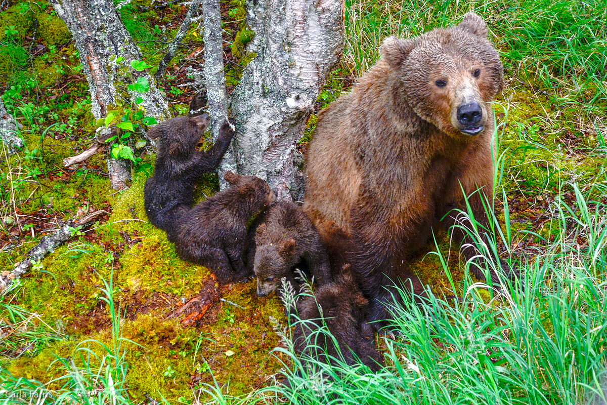 2 of 402's spring cubs