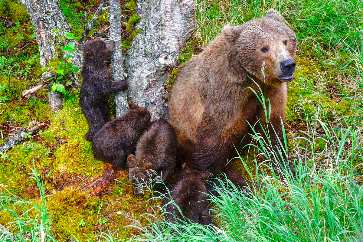 2 of 402's spring cubs