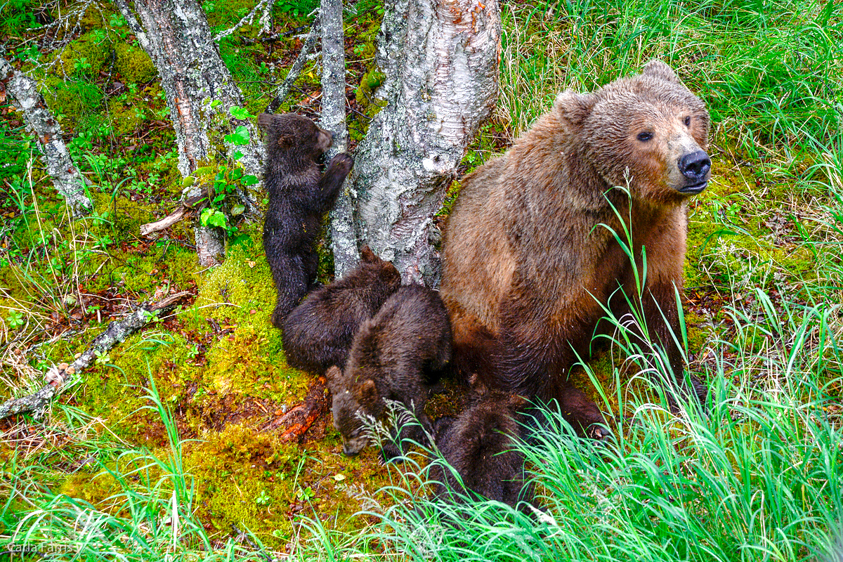 2 of 402's spring cubs