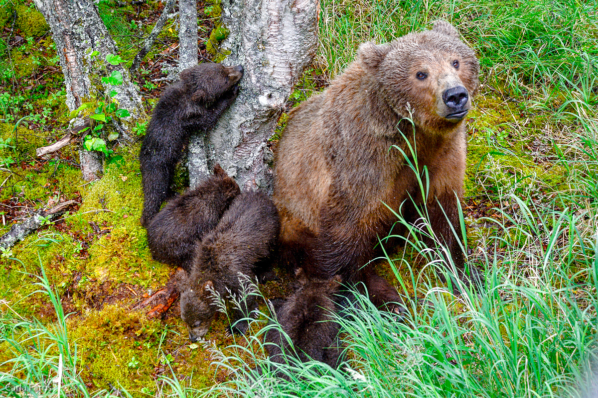 2 of 402's spring cubs