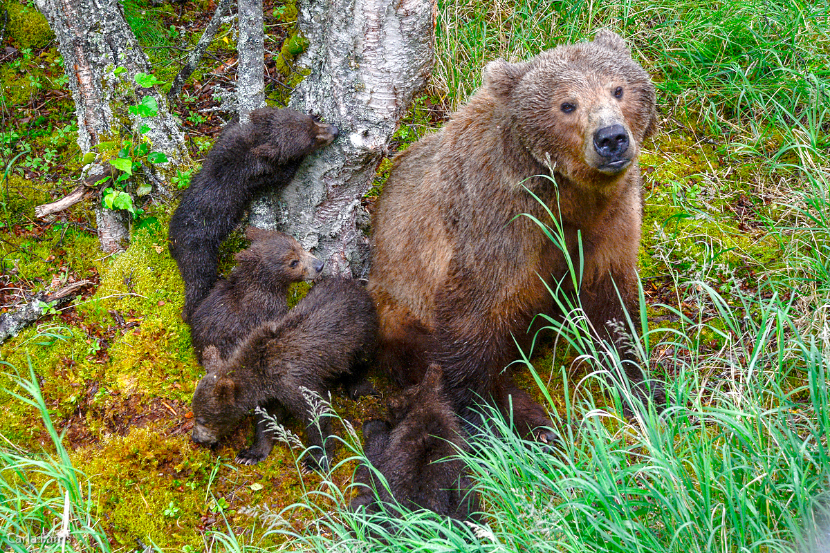 2 of 402's spring cubs