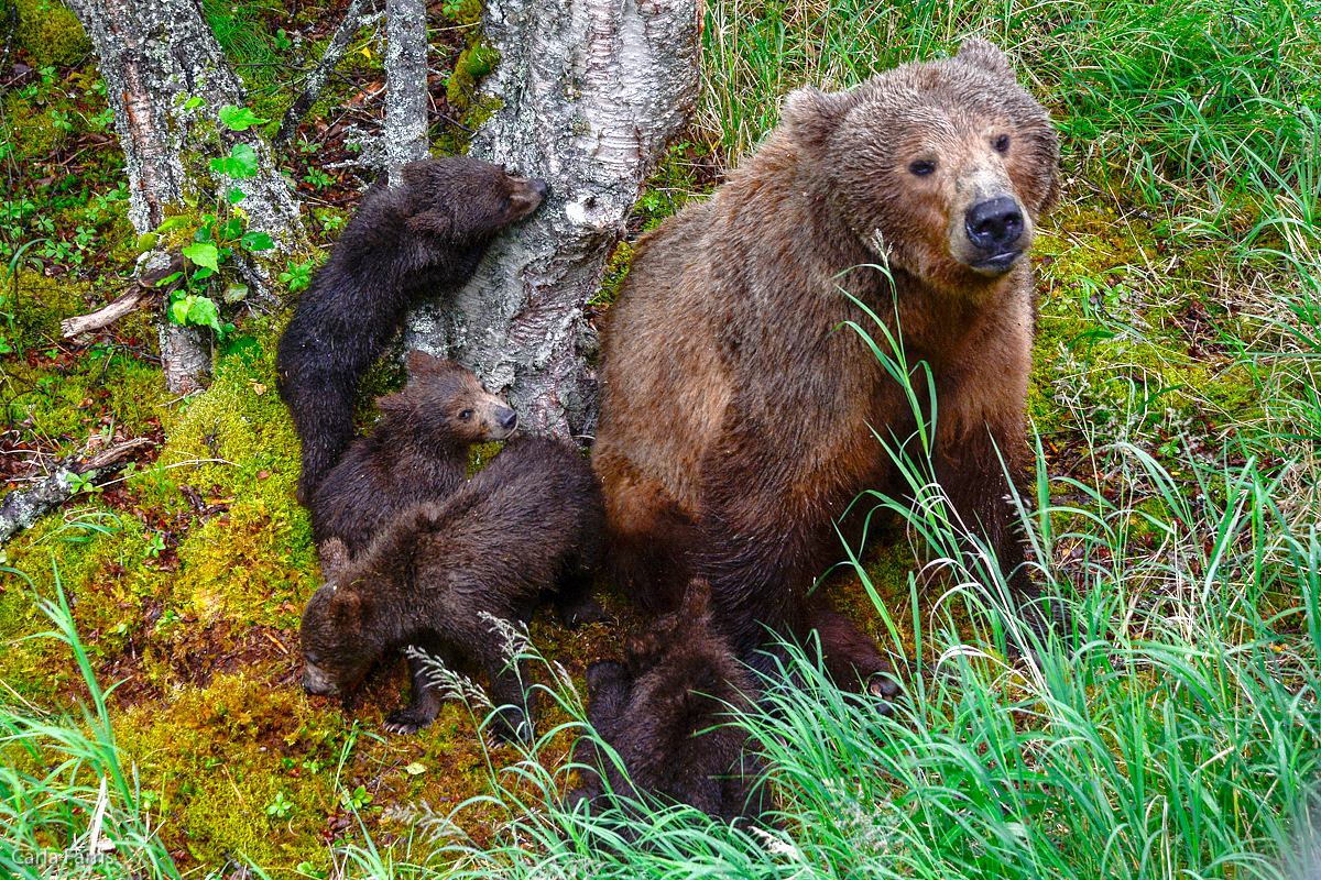 2 of 402's spring cubs