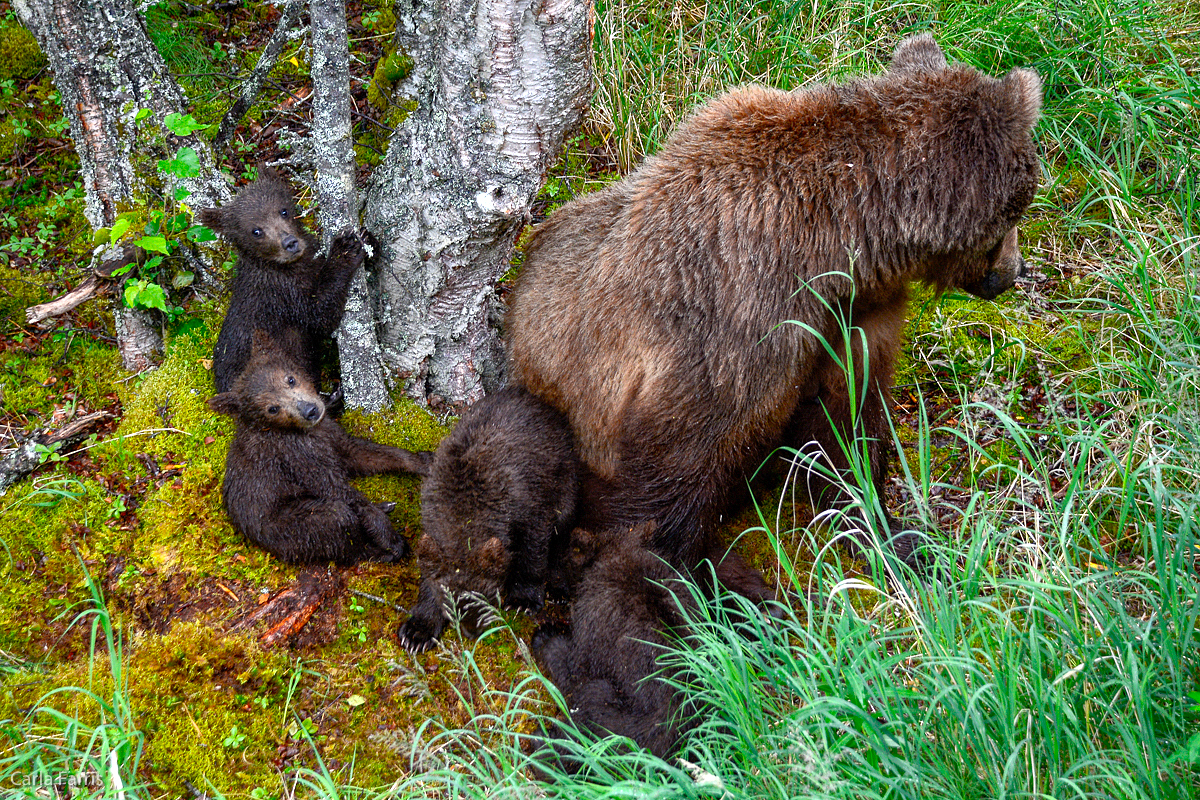 2 of 402's spring cubs