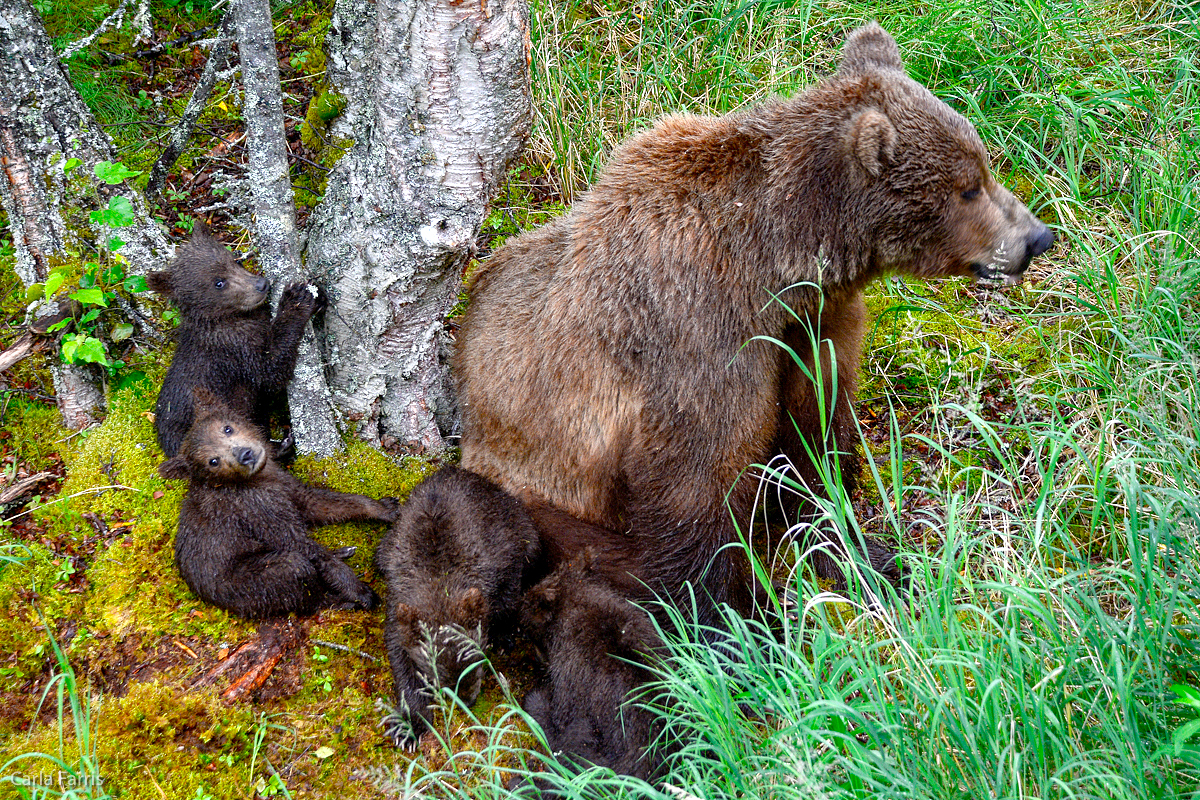 2 of 402's spring cubs