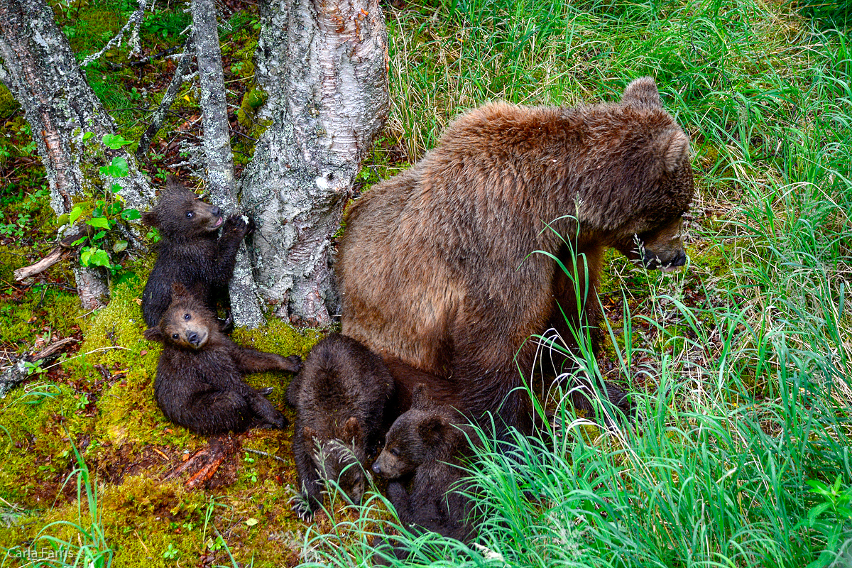 2 of 402's spring cubs