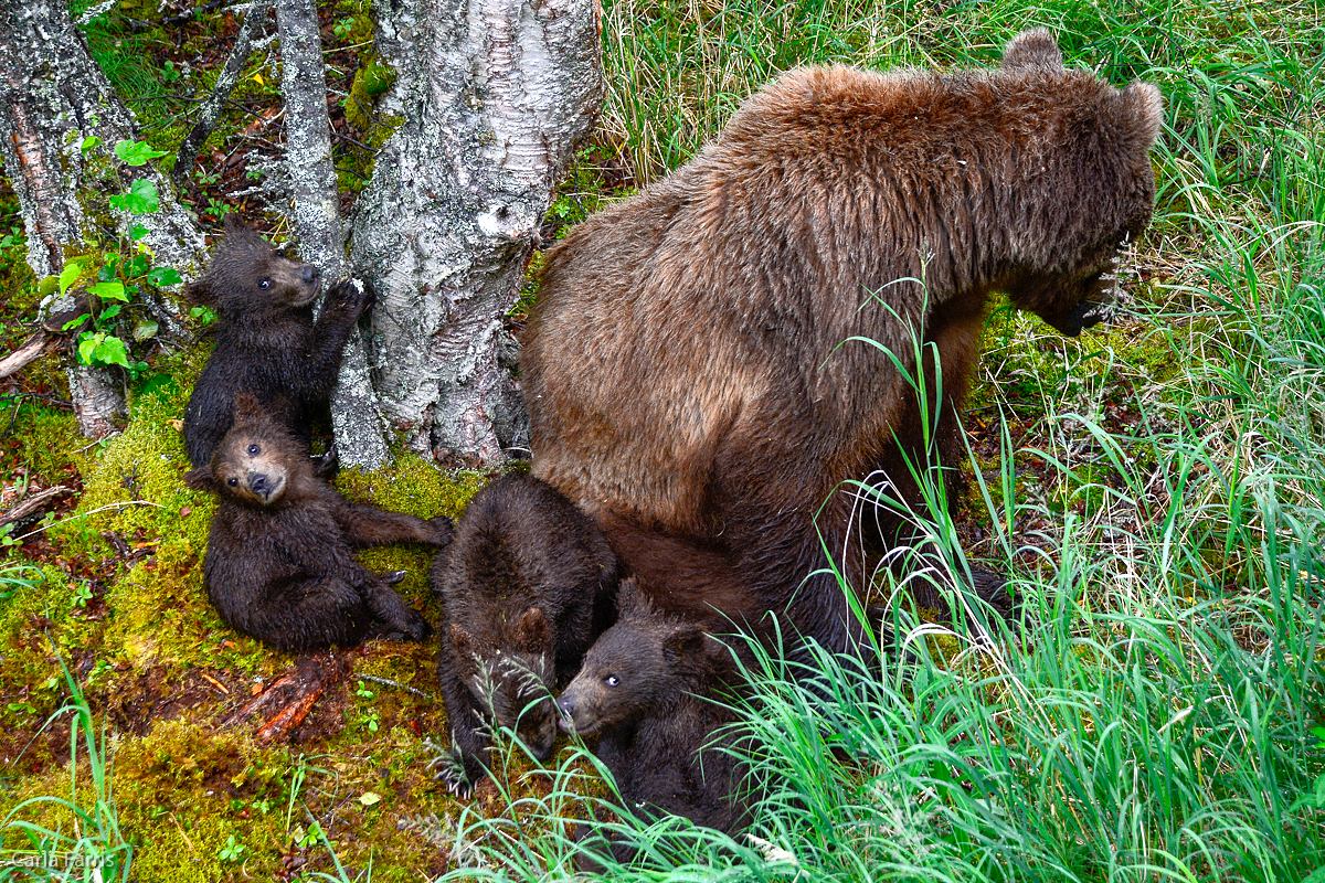 2 of 402's spring cubs