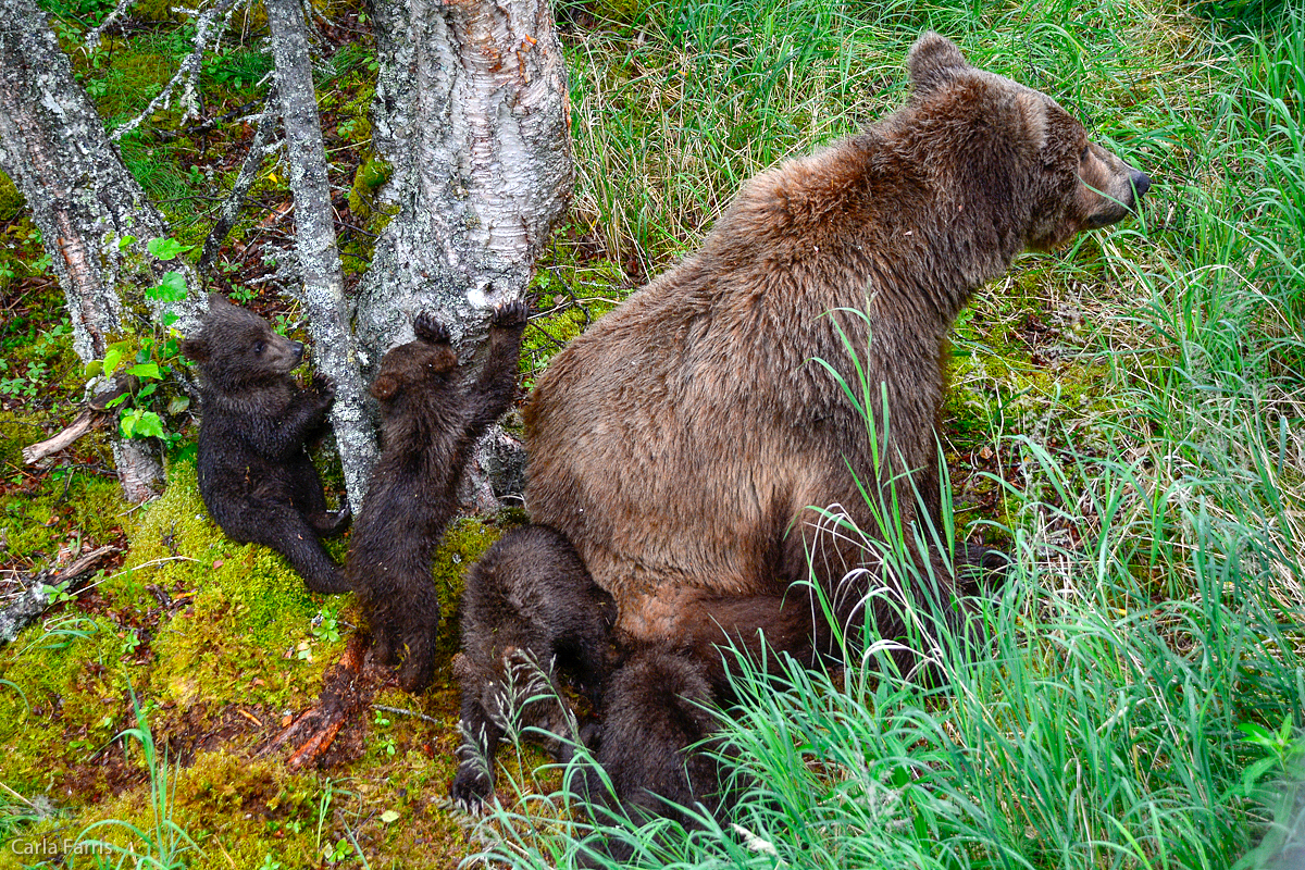 2 of 402's spring cubs