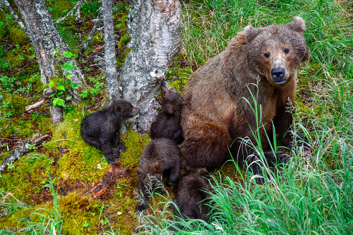 2 of 402's spring cubs