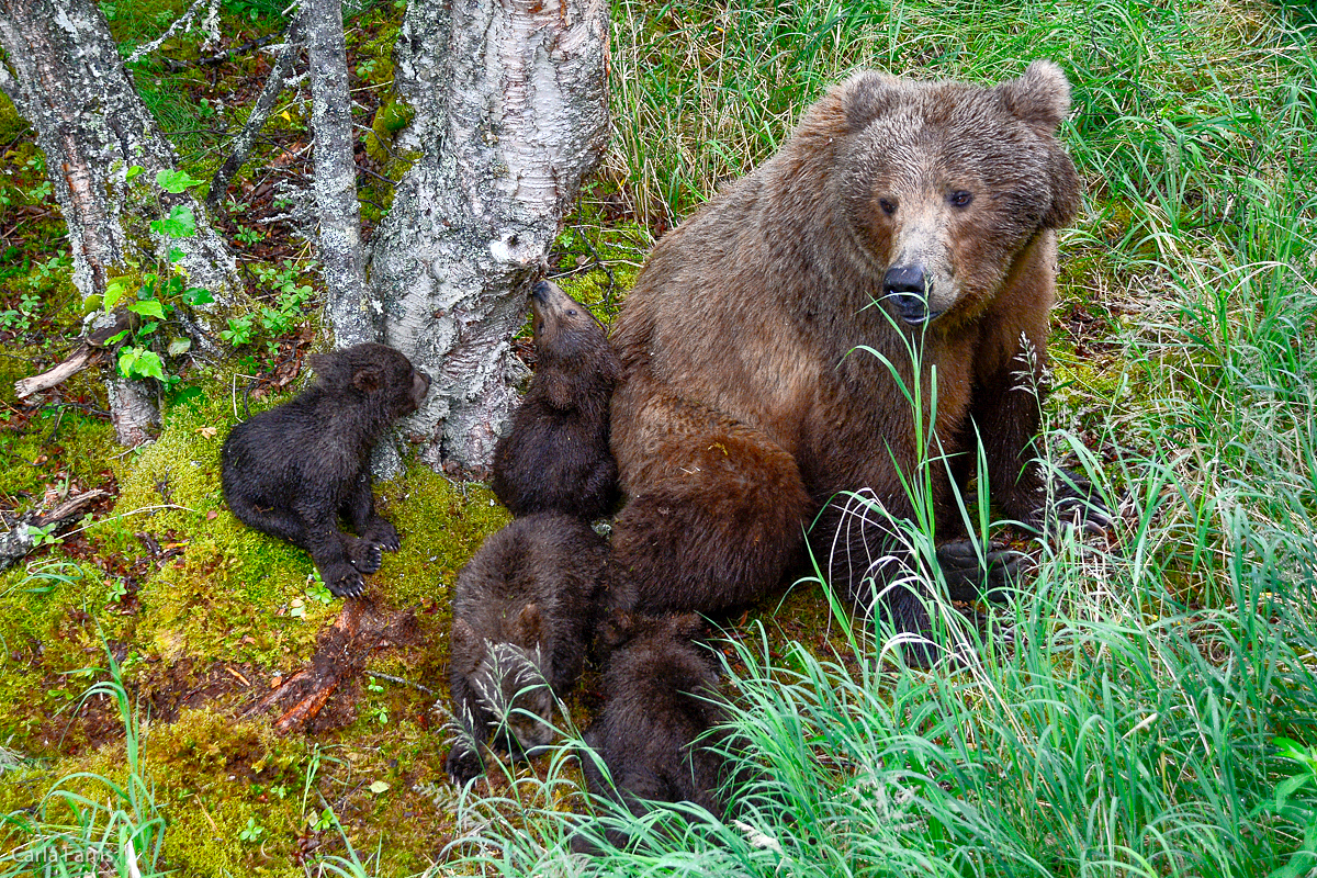 2 of 402's spring cubs