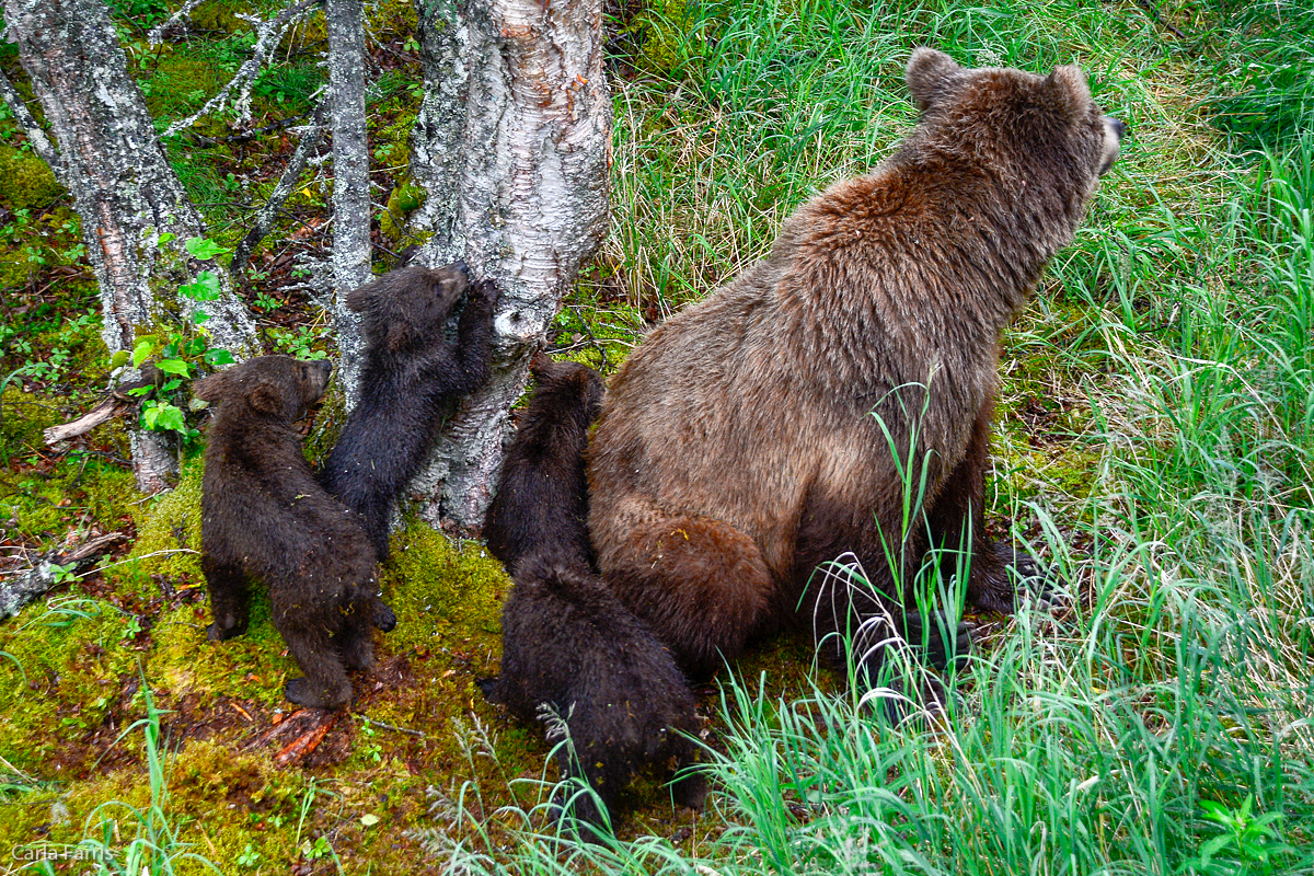 2 of 402's spring cubs