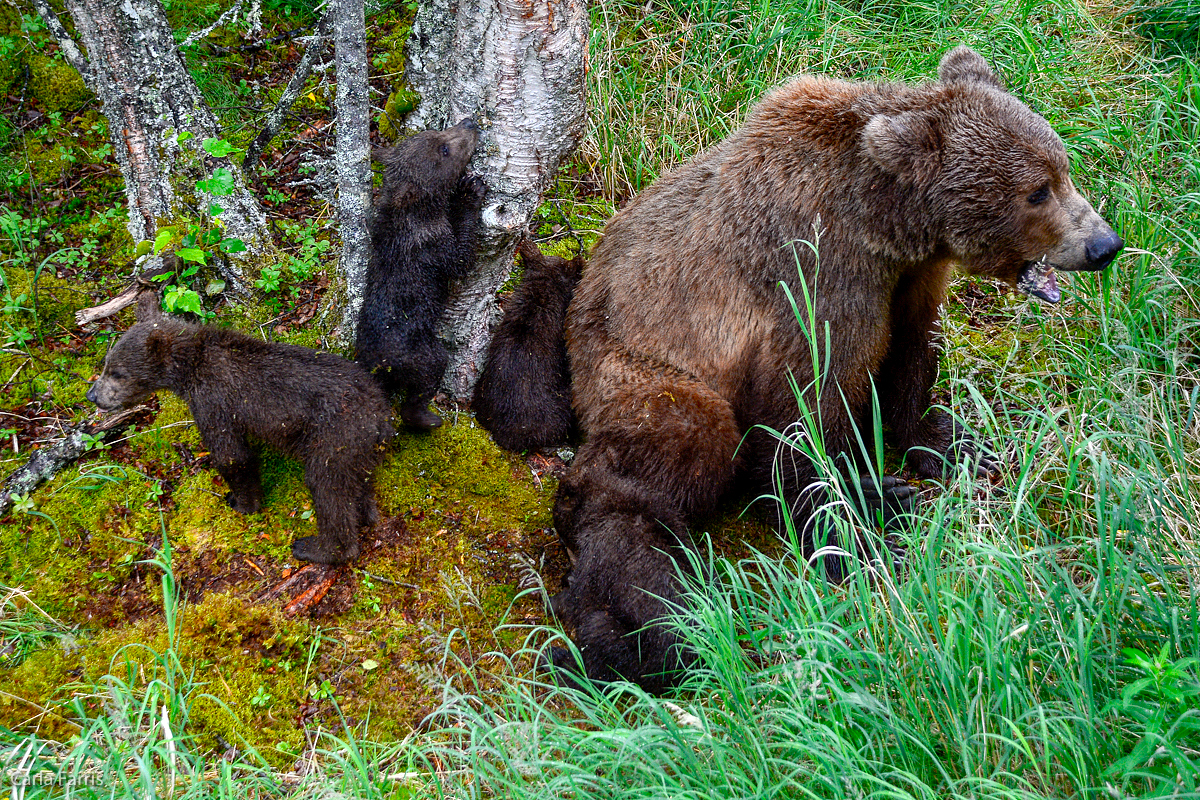 2 of 402's spring cubs