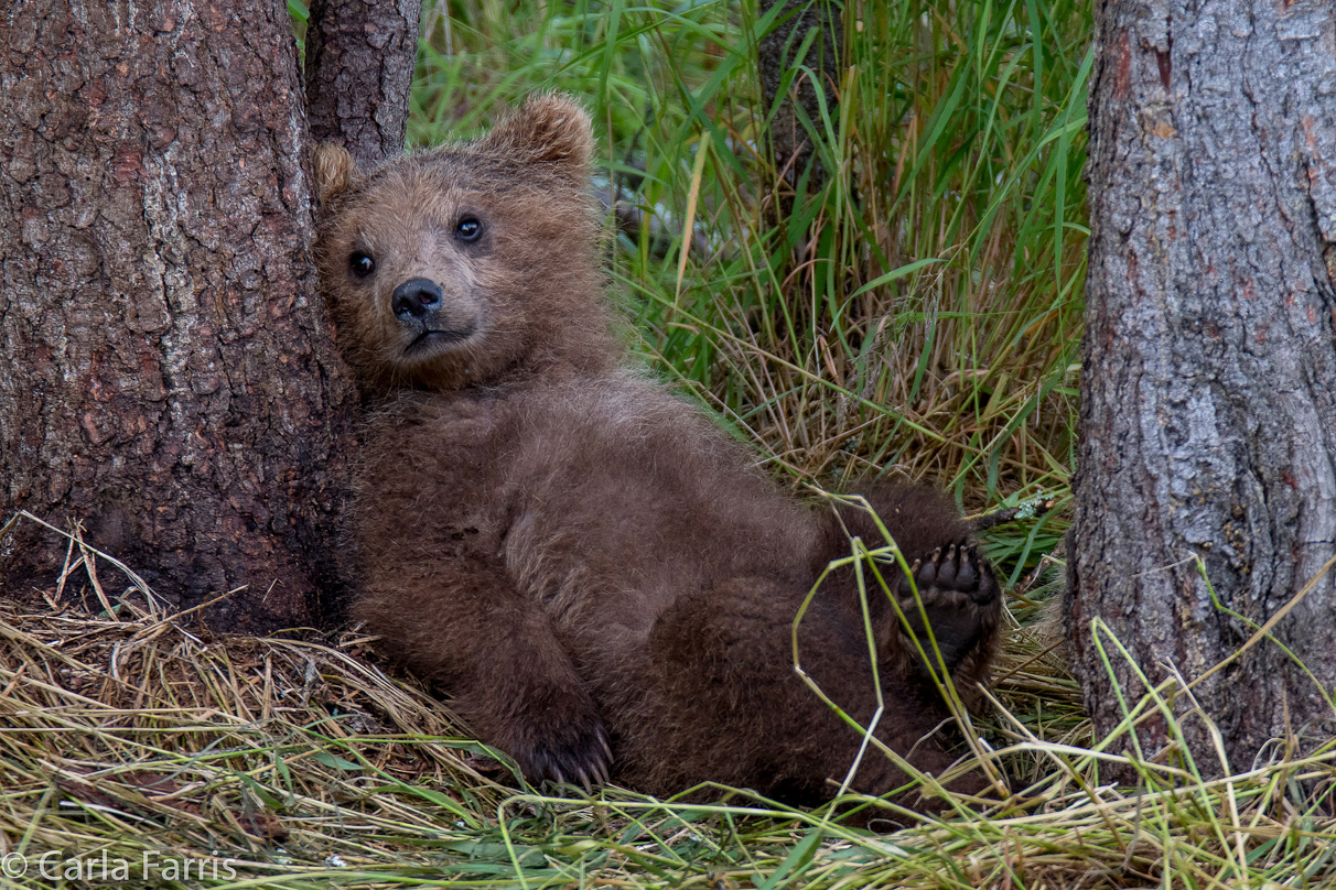 Grazer (128)'s cub