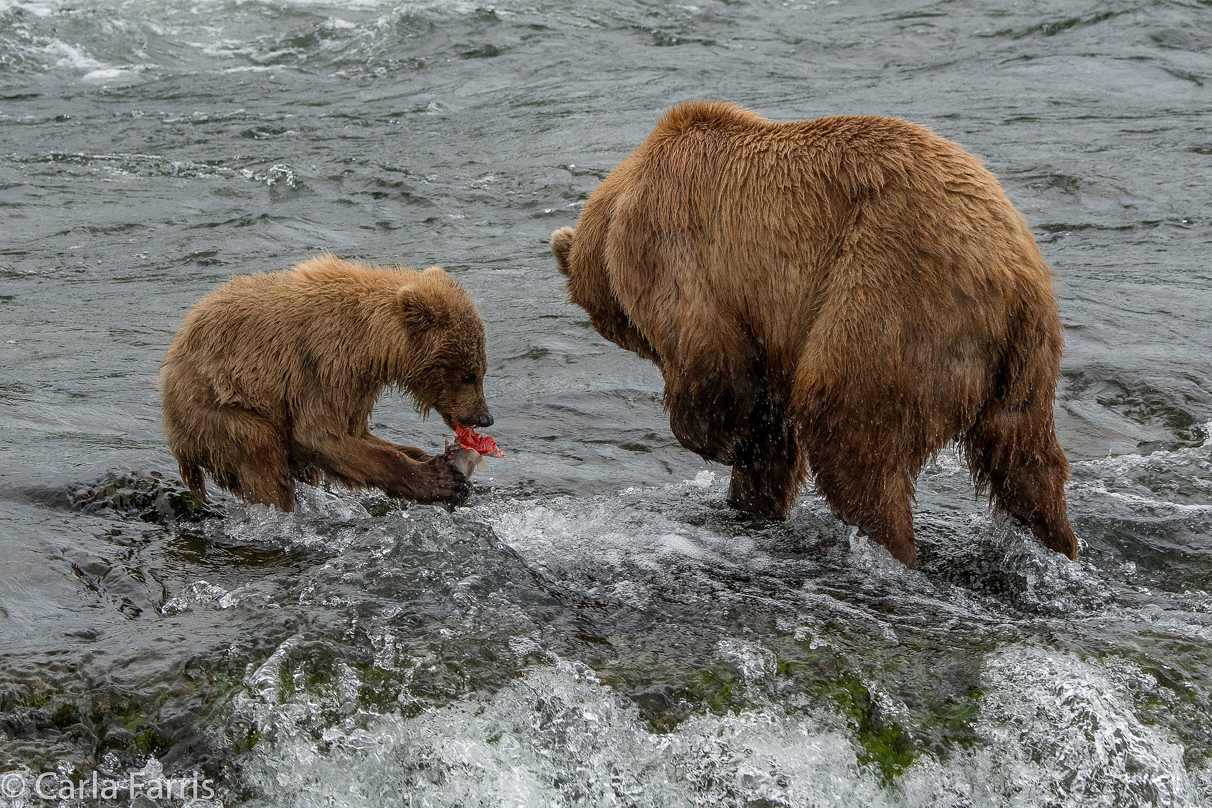 402 & cub