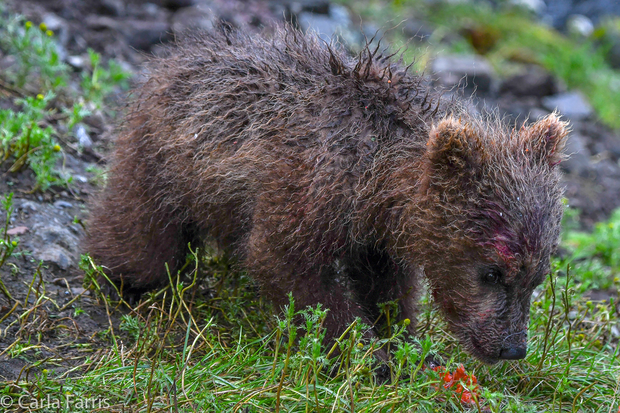 Grazer's (128) Cubs