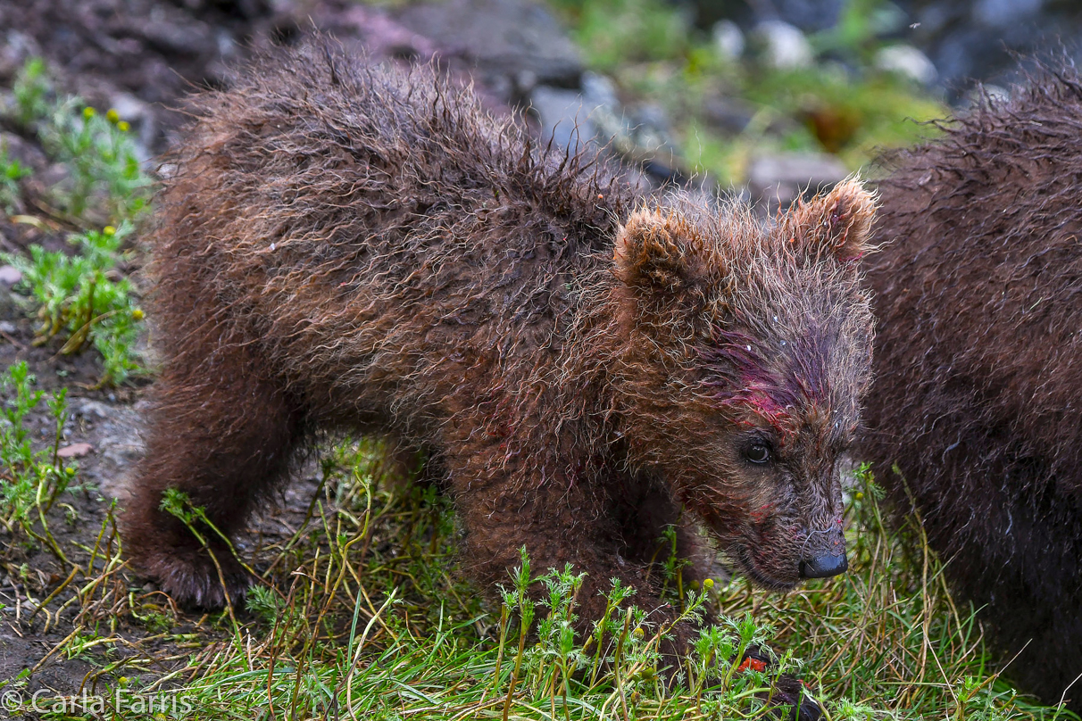 Grazer's (128) Cubs