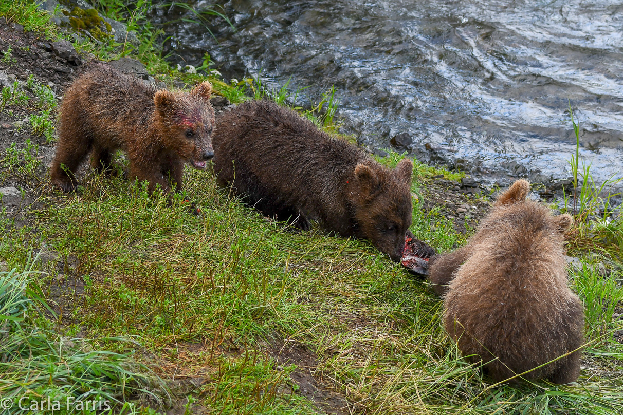 Grazer's (128) Cubs