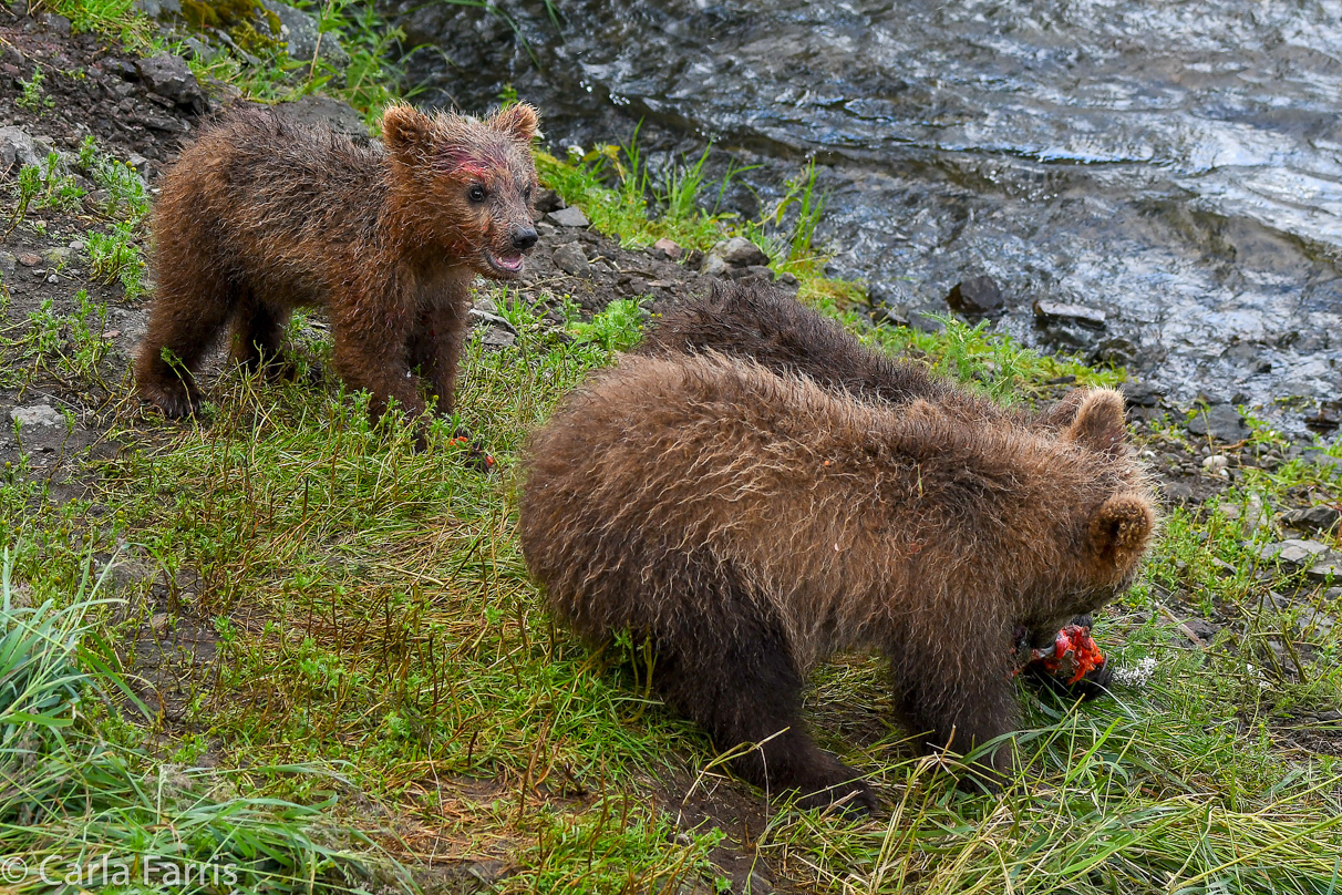 Grazer's (128) Cubs