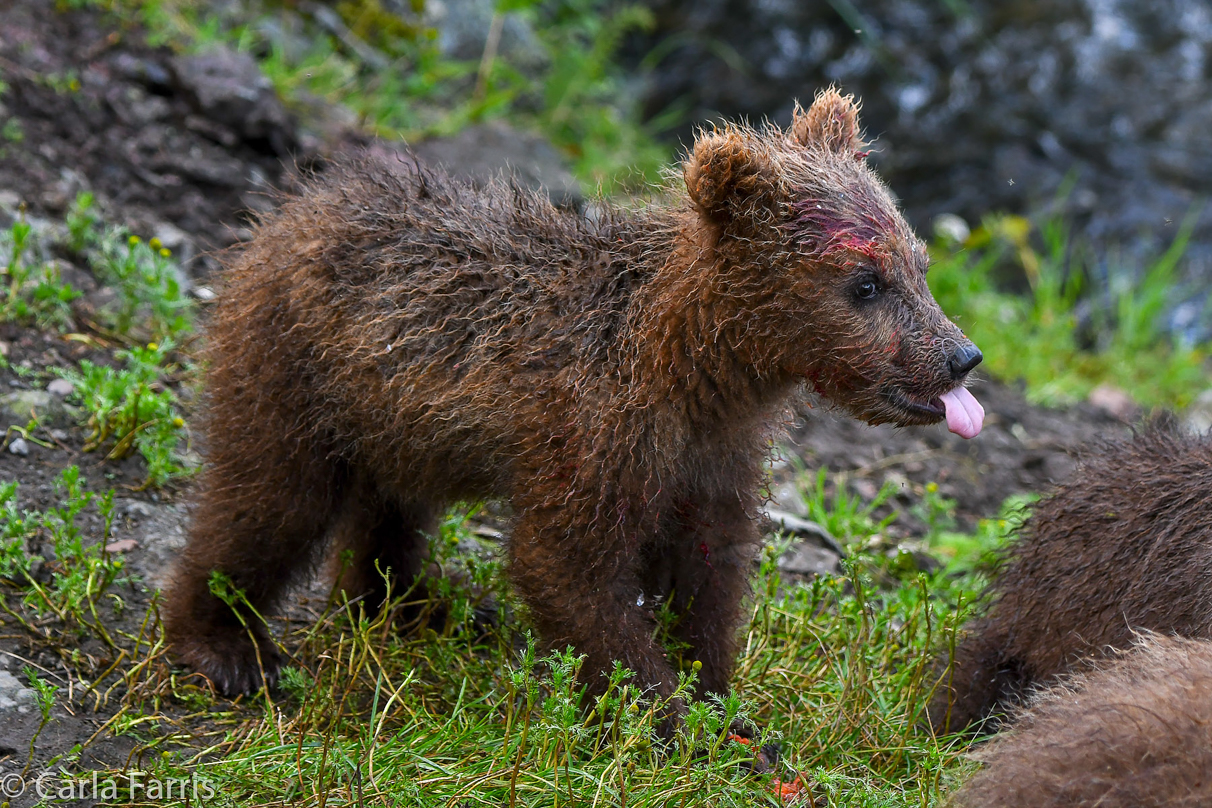 Grazer's (128) Cubs