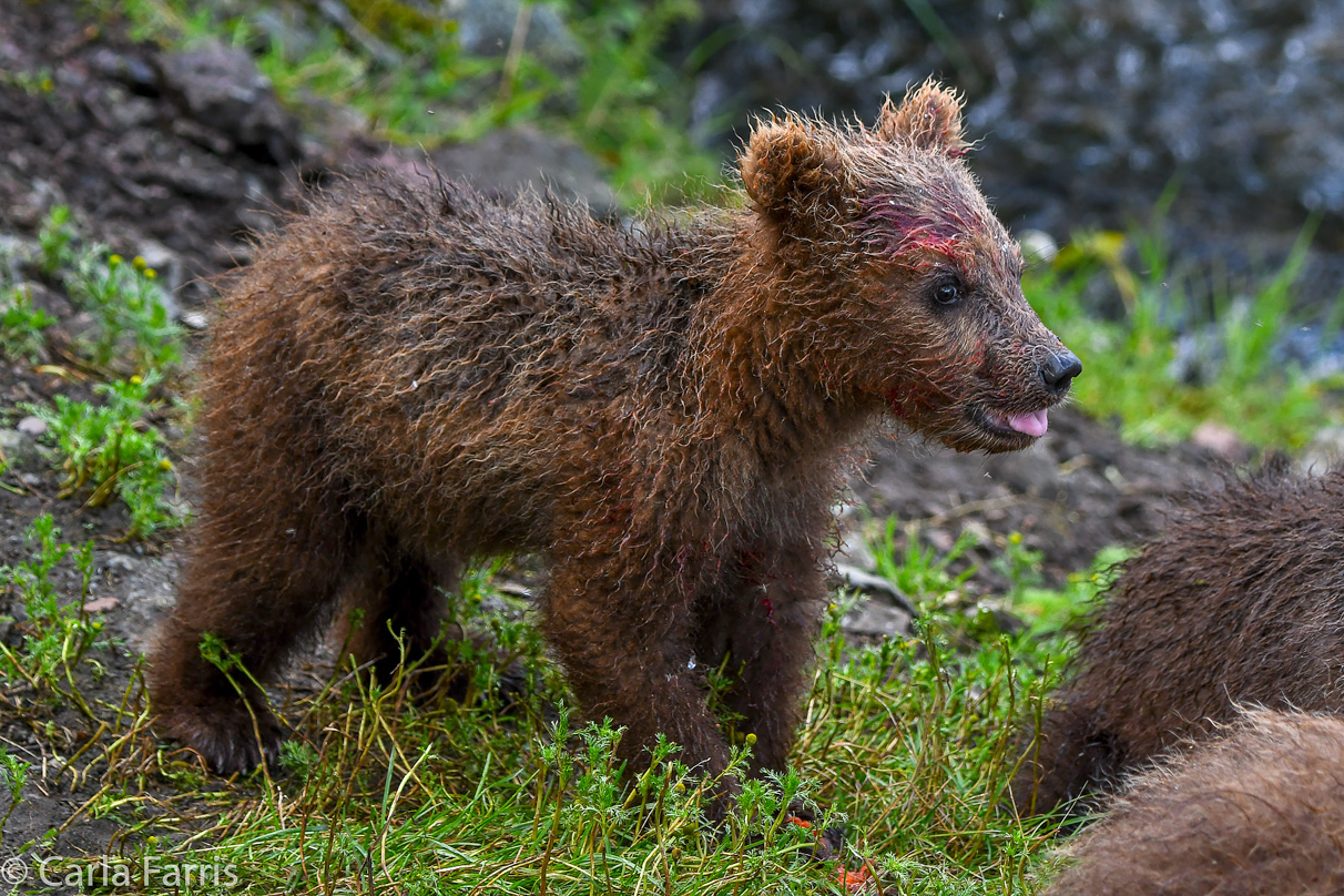 Grazer's (128) Cubs