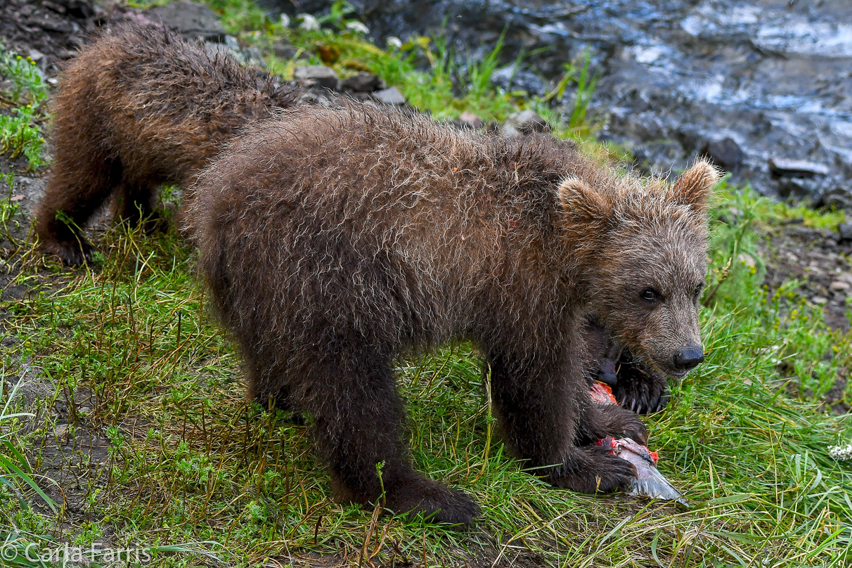 Grazer's (128) Cubs