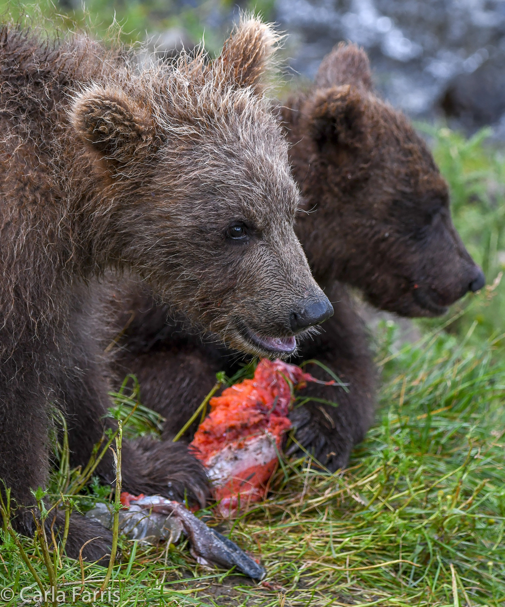 Grazer's (128) Cubs