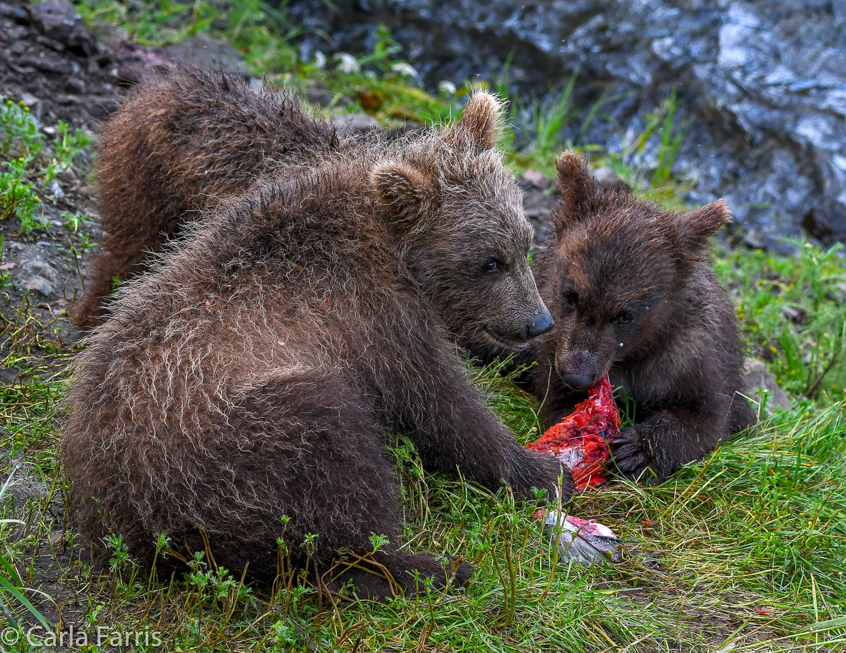 Grazer's (128) Cubs