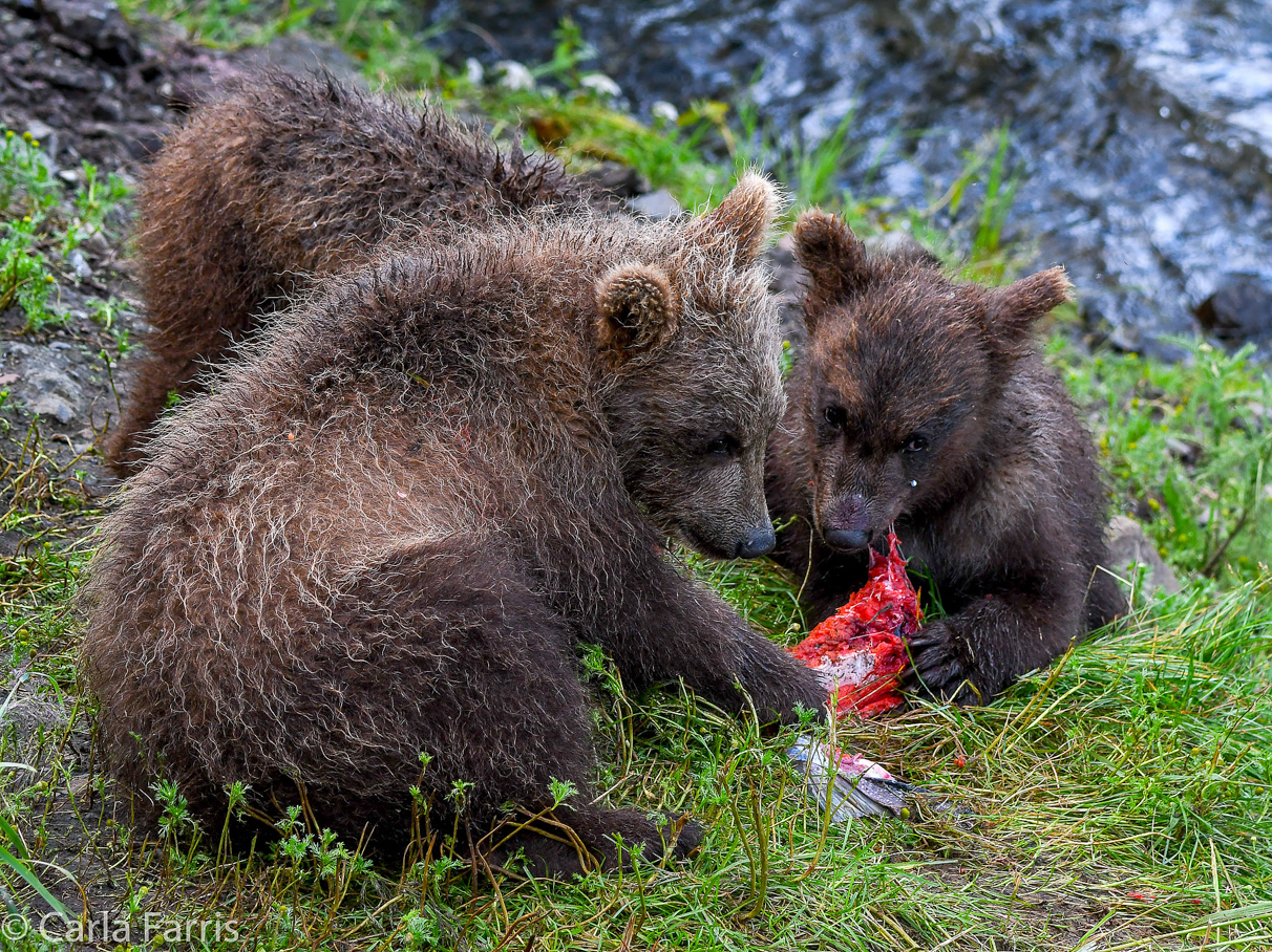 Grazer's (128) Cubs