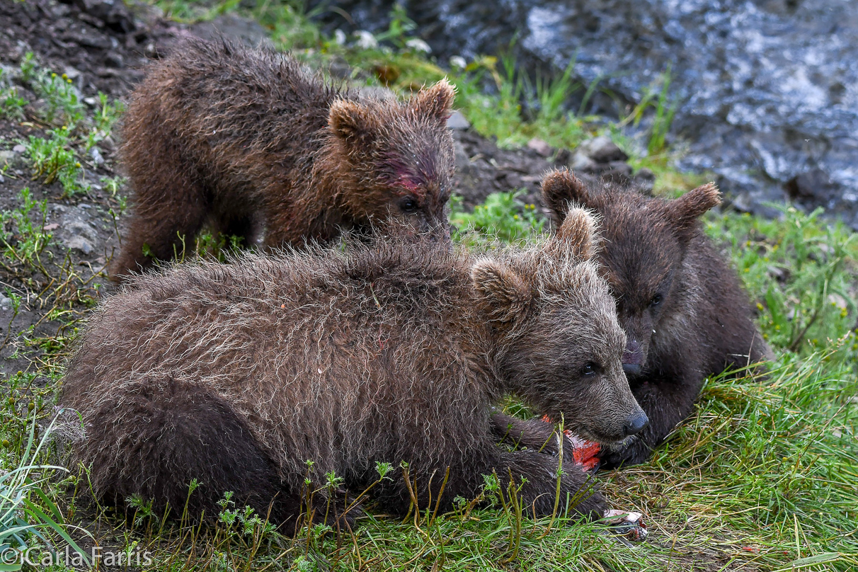 Grazer's (128) Cubs